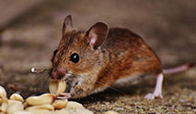 24 Hour & Emergency Exterminators in Red Mountain, CO